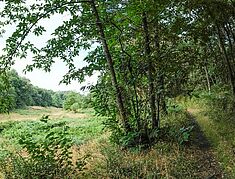 photo d'une zone humide type bois - Agrandir l'image, .JPG 199,1 Ko (fenêtre modale)