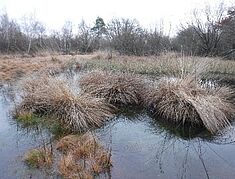 photo d'une zone humide type marais - Agrandir l'image, .JPG 83,4 Ko (fenêtre modale)