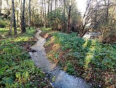 Exemple d’une restauration complète d’un cours d’eau avec une mare à droite dans une zone humide ainsi que la présence d’une végétation en berge (boisement humide). - Agrandir l'image, .JPG 285,0 Ko (fenêtre modale)