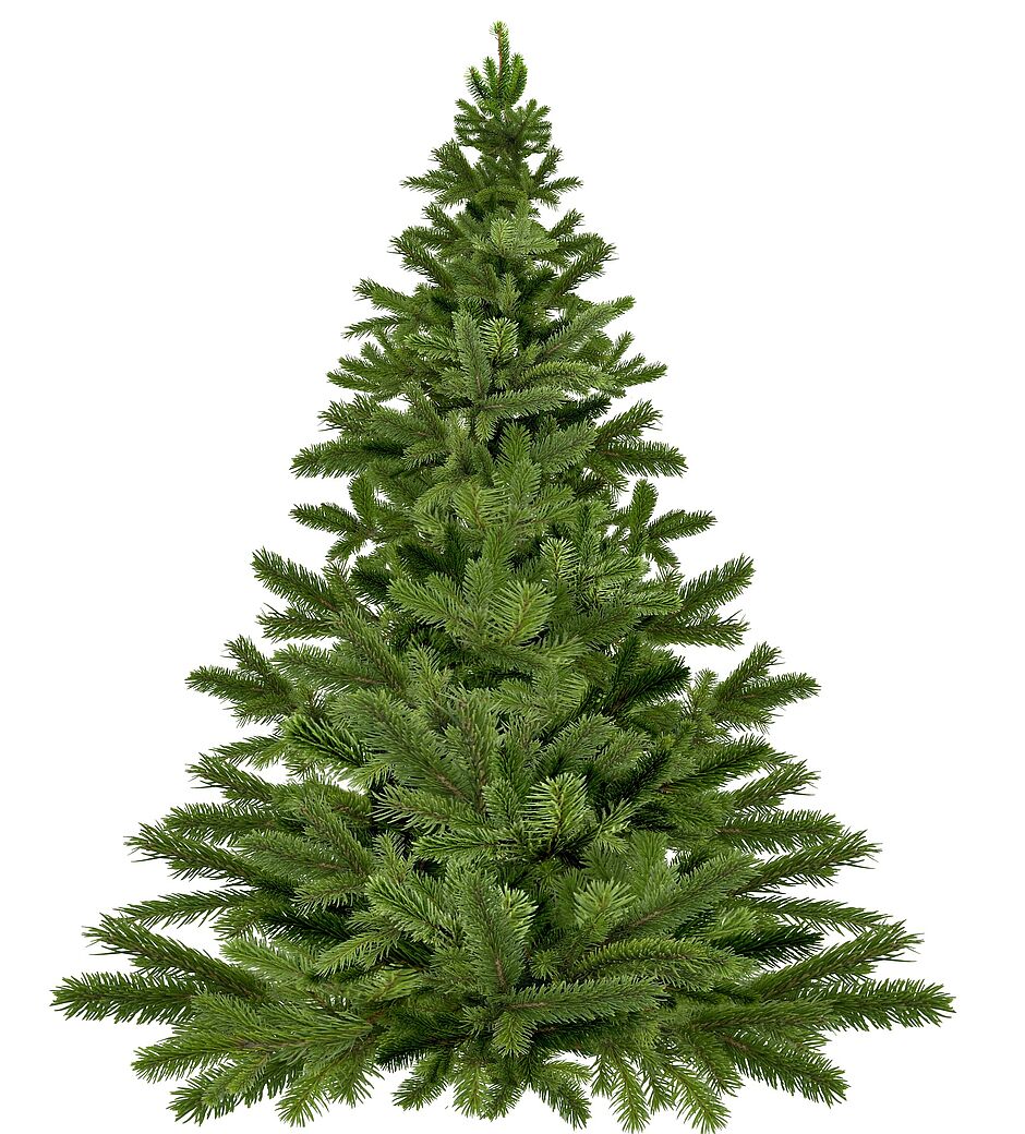 sapin sans décoration de noël