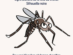 Agrandir l'image, .JPG 2,3 Mo (fenêtre modale)